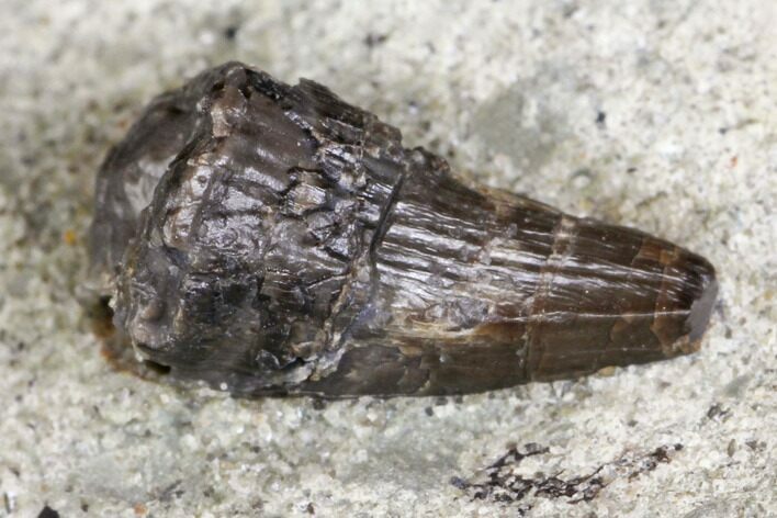 Jurassic Crocodile (Goniopholis?) Tooth - Colorado #152048